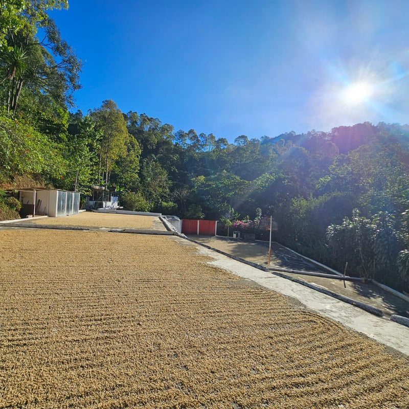 De nieuwe oogst droogt in de zon
