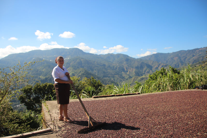 Sunny Joe, Honduras nieuwe oogst