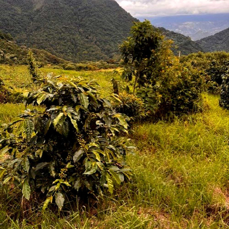 Sisters' Surprise Guatemala El Socorro
