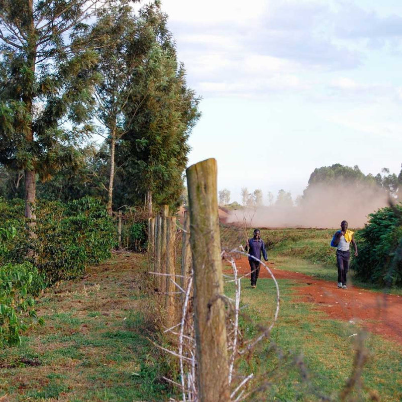 Sisters' Surprise Kenia Jane Kamau