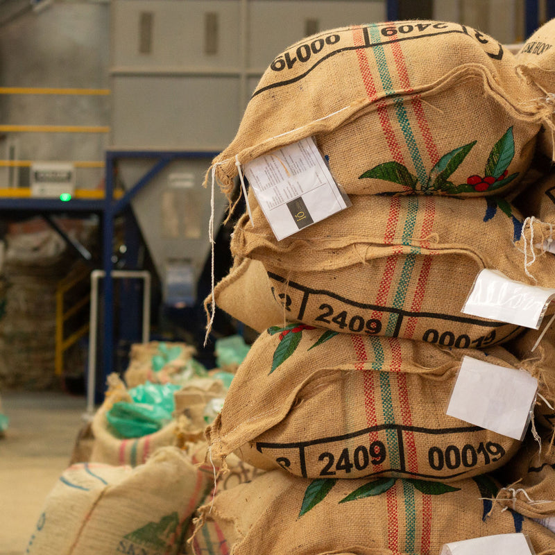 Sisters' Surprise, Colombia, Wilton