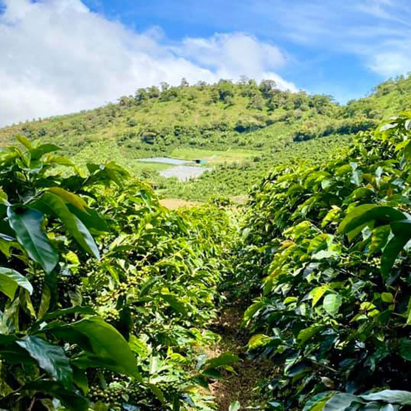 Sisters' Surprise Costa Rica LA PEÑA
