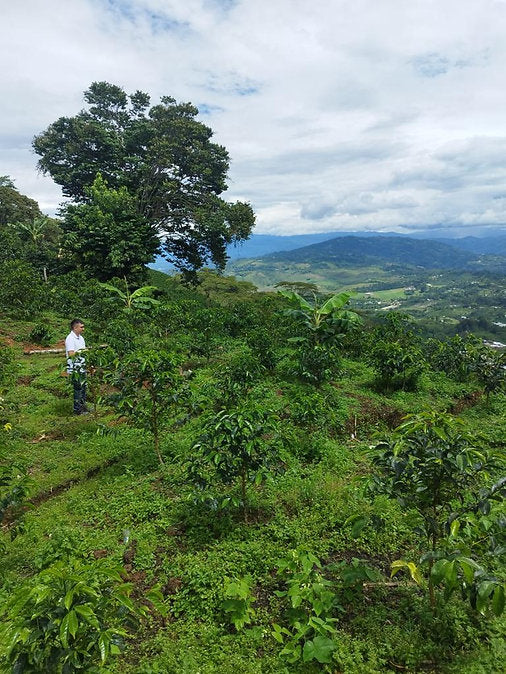 Afternoon Eve, Colombia