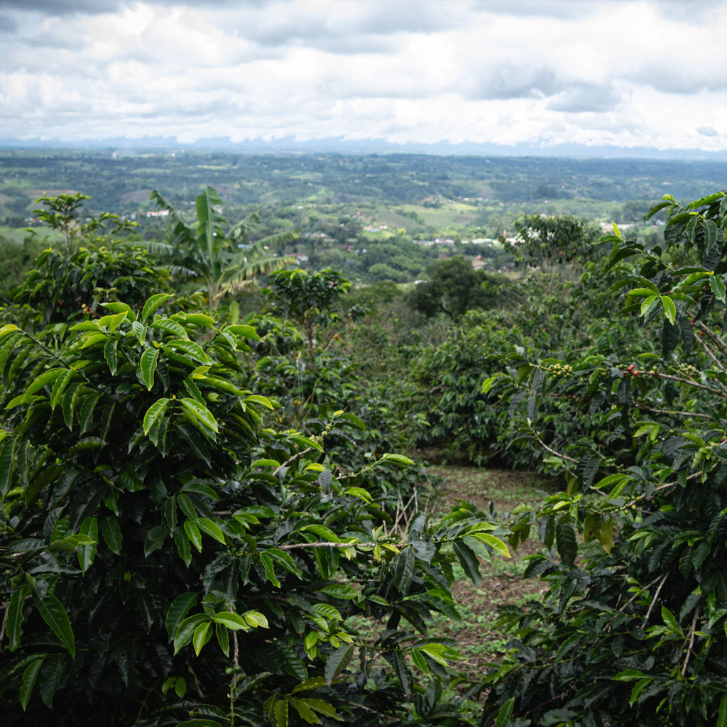 Sisters' Surprise, Colombia, Wilton