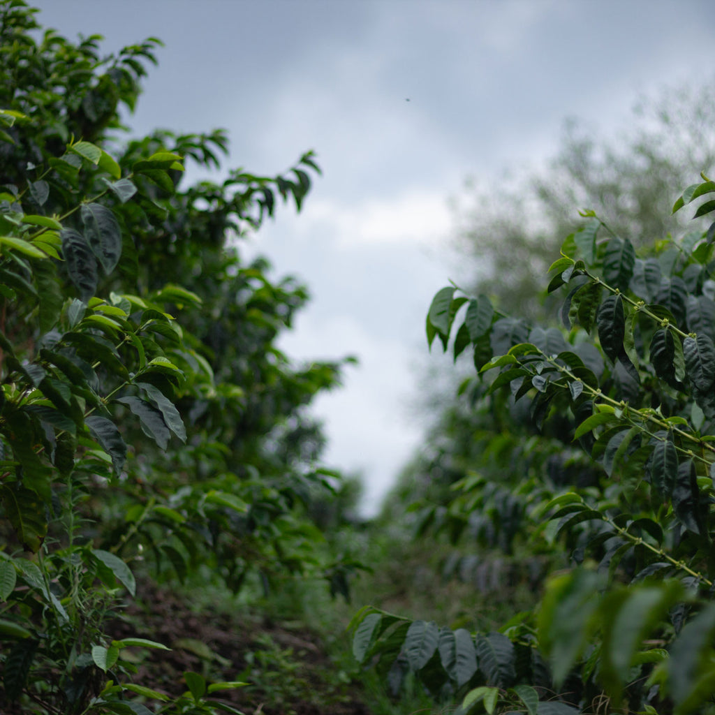 Sisters' Surprise, Colombia, Wilton