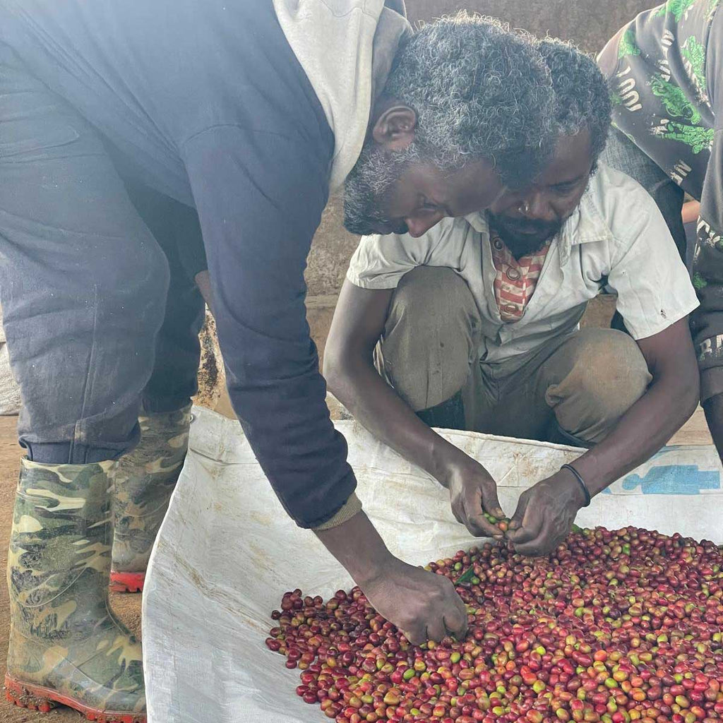 Sisters' Surprise Ethiopia Galeh