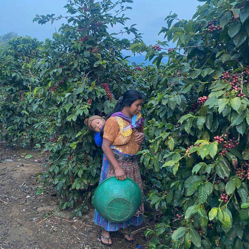 Sisters' Surprise Guatemala Fredy Willy