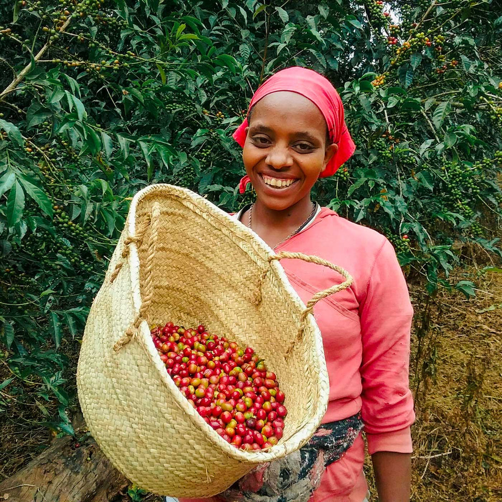 Fruity Franny, Ethiopië